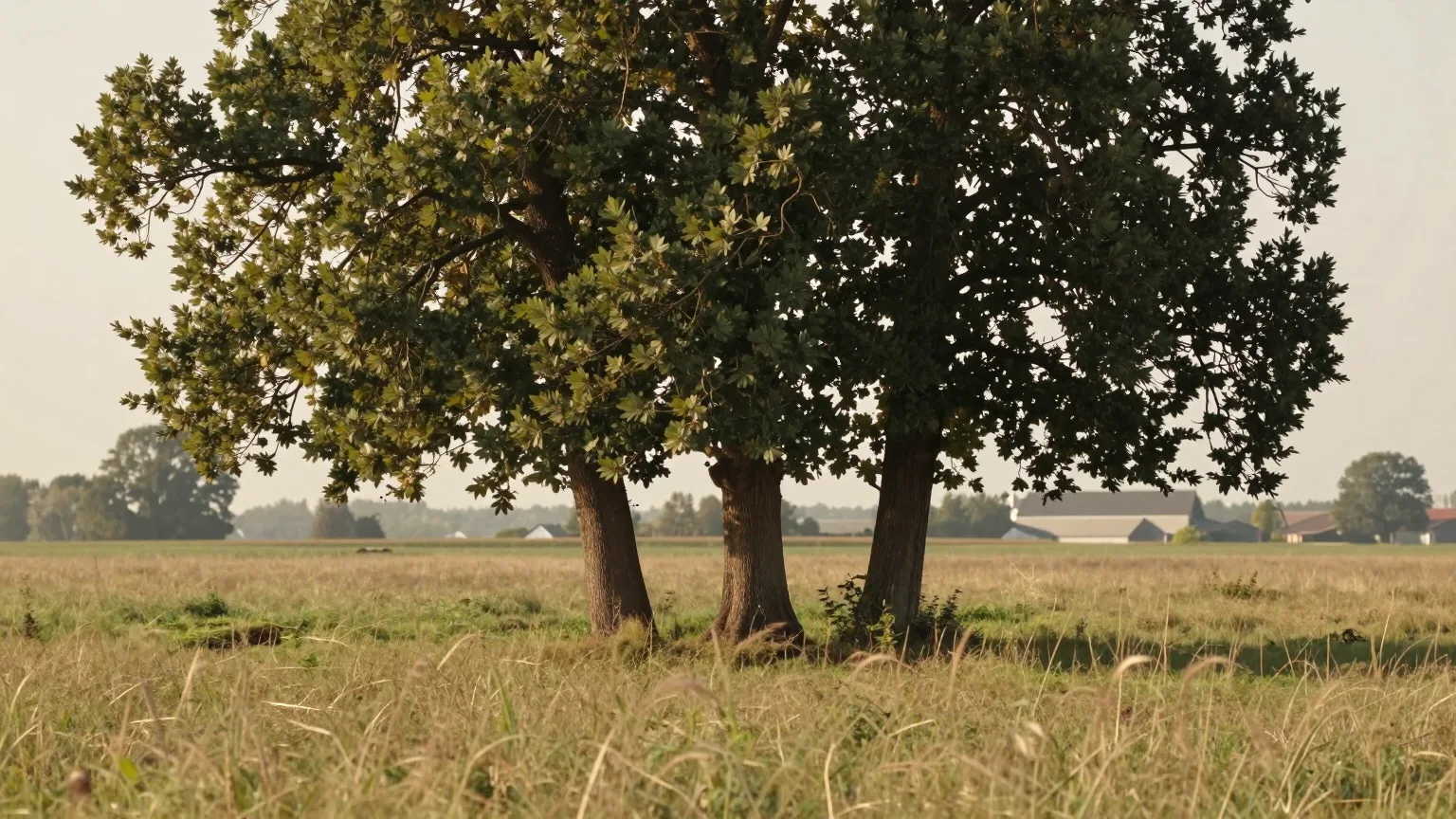 Drei Bäume auf einer weiten Wiese in warmem Licht