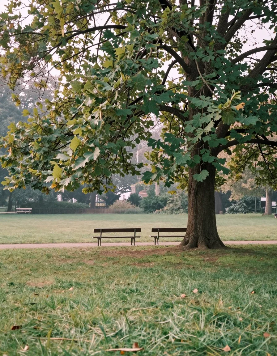 Zwei Parkbänke unter einem großen Baum, einander zugewandt