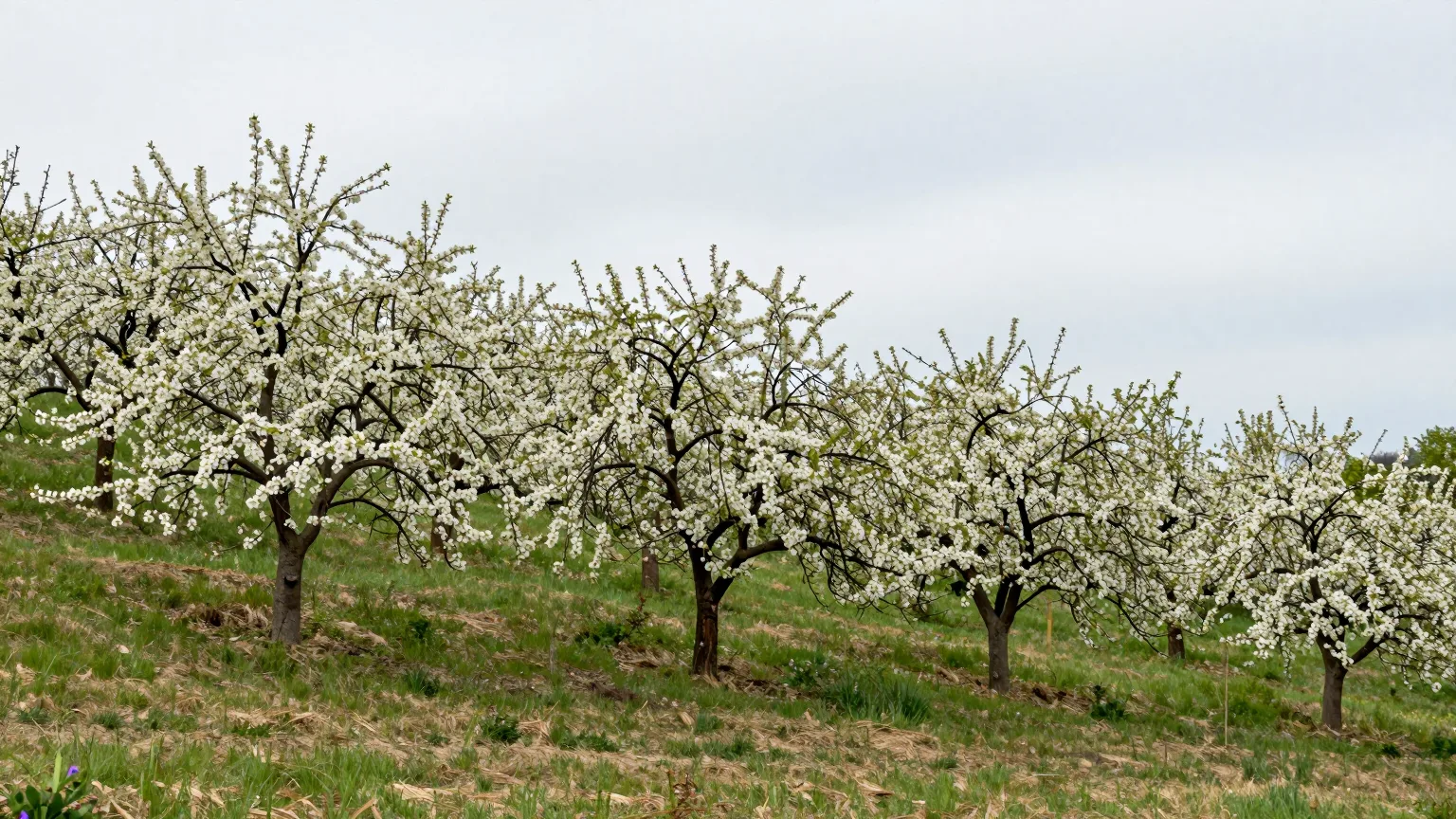 Bäume, Wiese und Hügel bei Aidlingen
