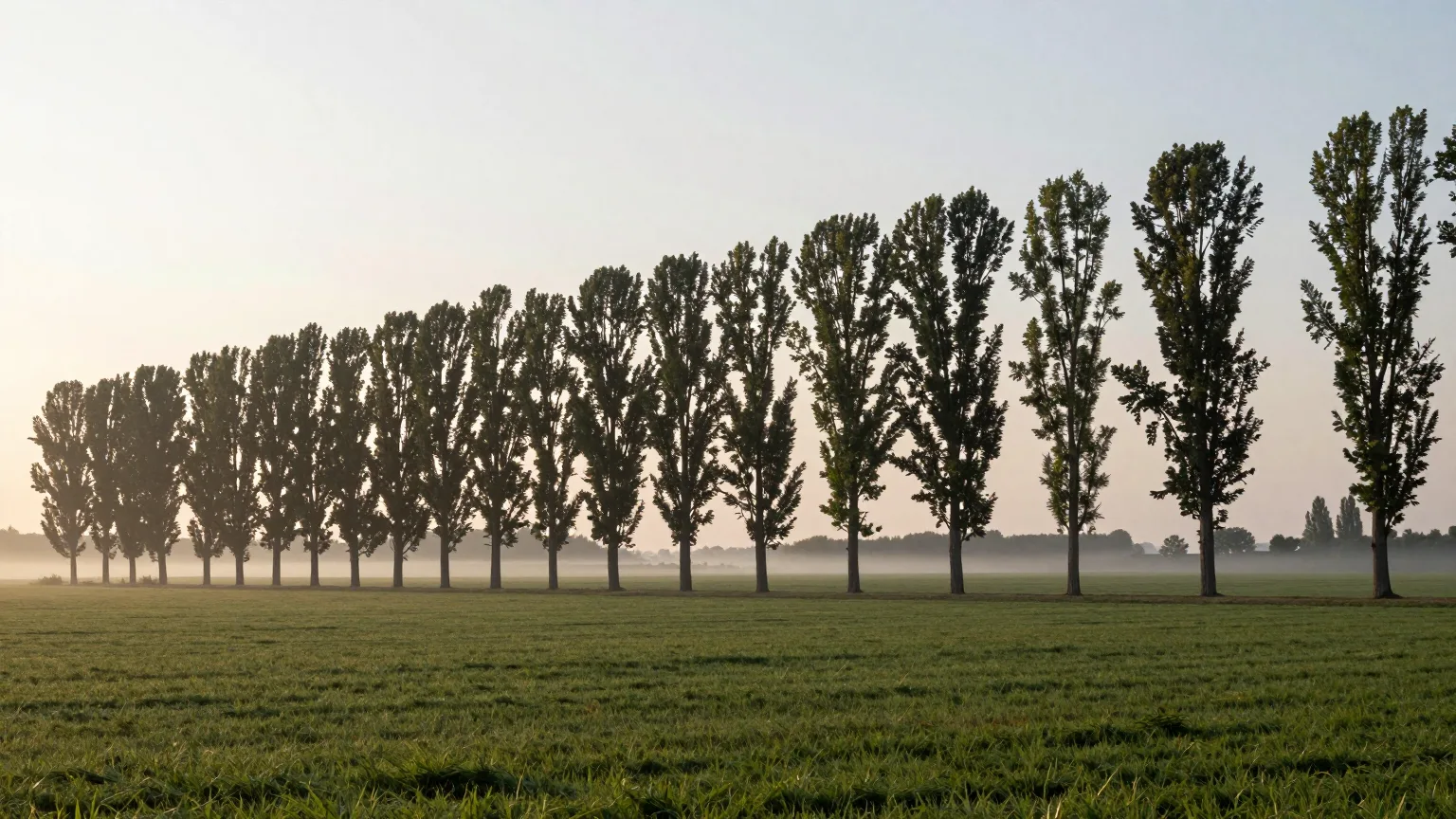 Allee durch Felder bei Horhausen im Westerwald