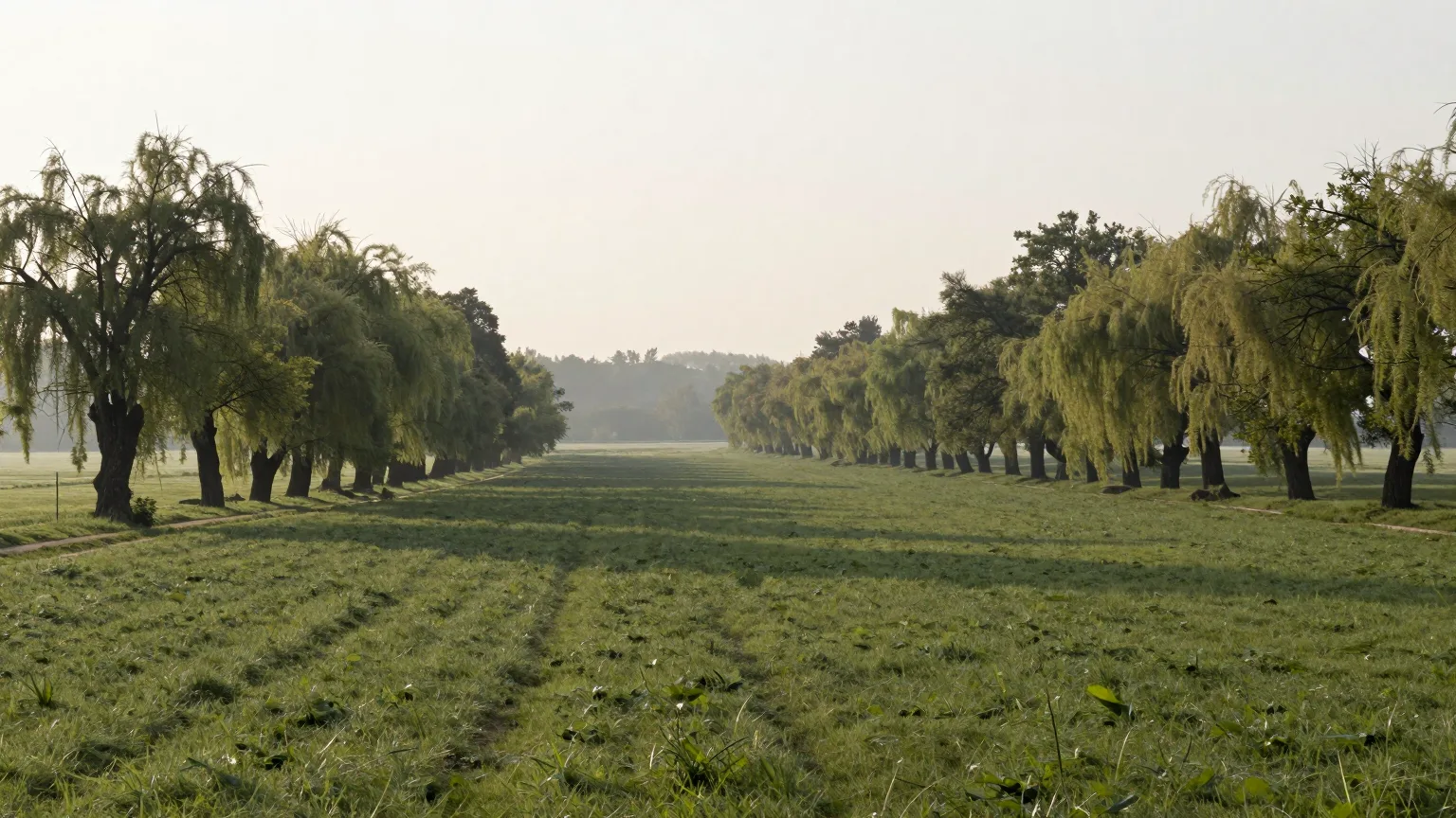 Allee aus Weiden über einer Wiese im Morgendunst
