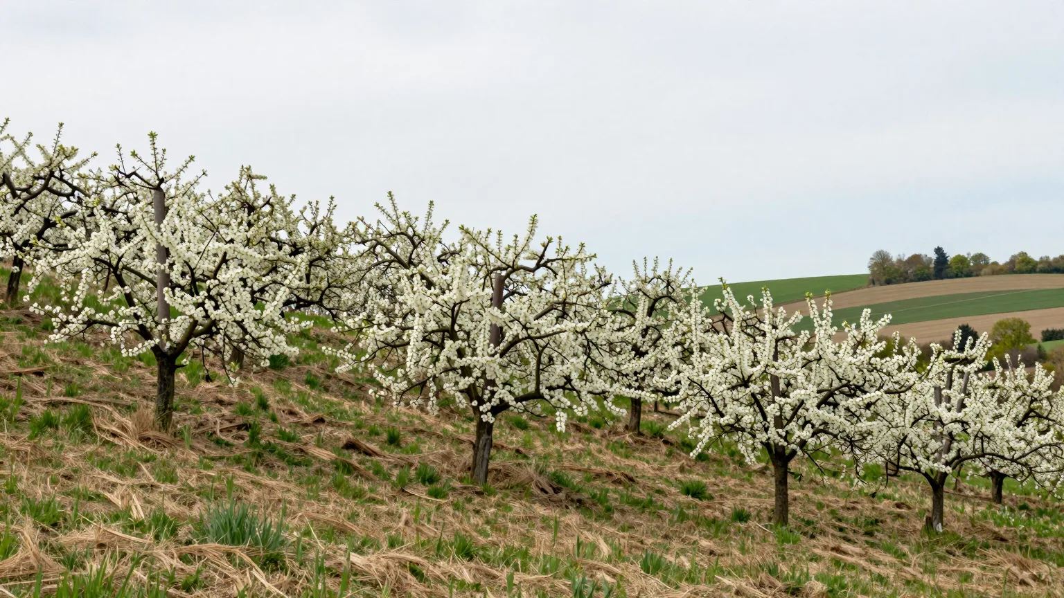 Wiese mit Bäumen und Feldern bei Bergisch Gladbach