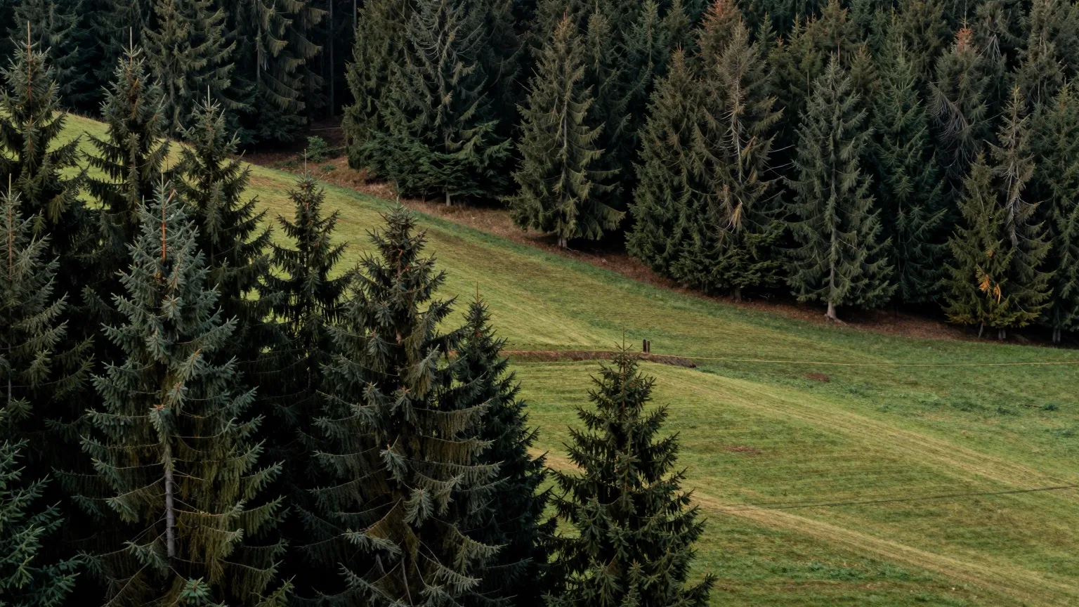 Tannenwald an einer Bergwiese