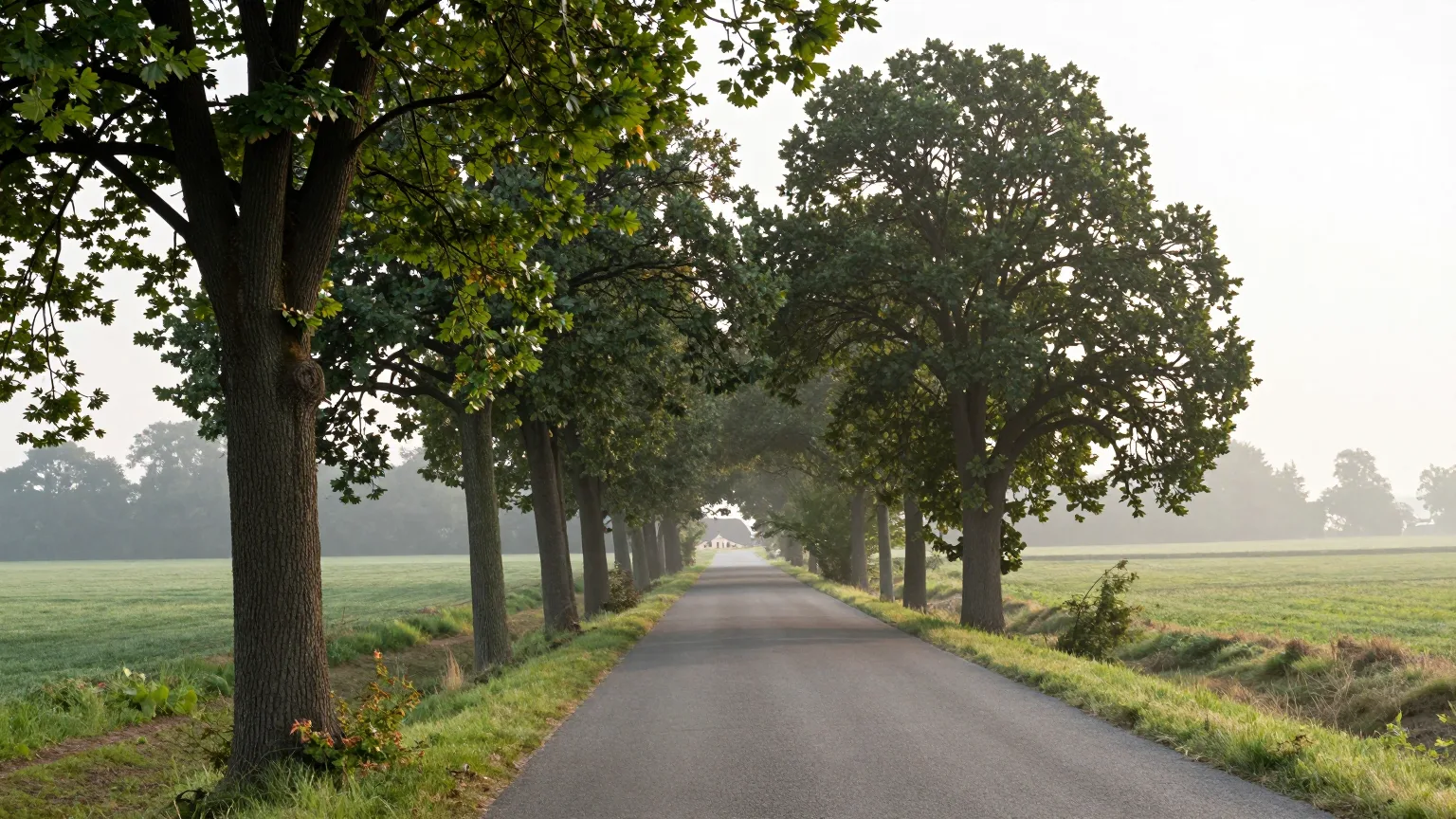 Allee mit großen Bäumen im Morgenlicht