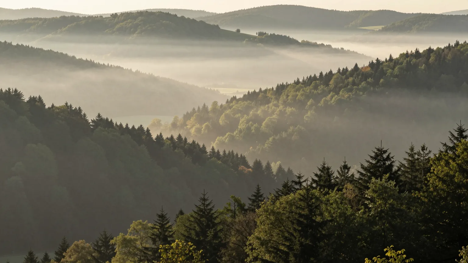 Waldhügel über einem Tal im Morgennebel.