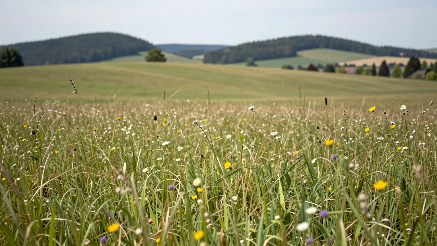 Blumenwiese vor einer Hügellandschaft.
