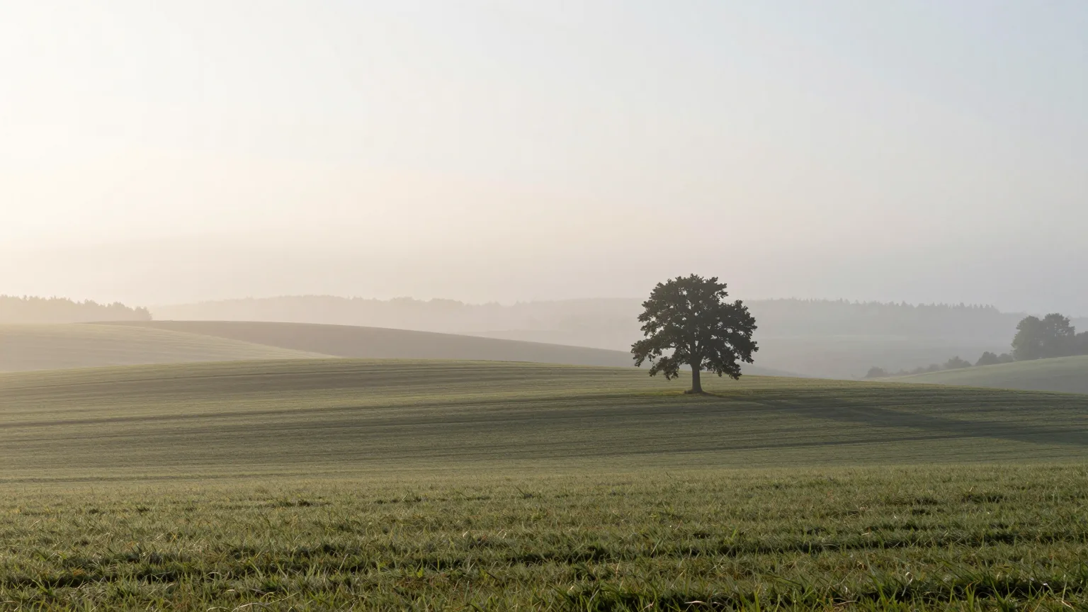Großer Baum auf einer Wiese bei Mühlhausen