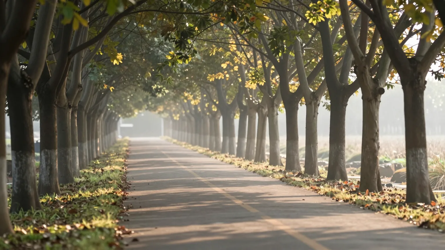 Allee mit hohen Bäumen und einem Weg im weichen Morgenlicht