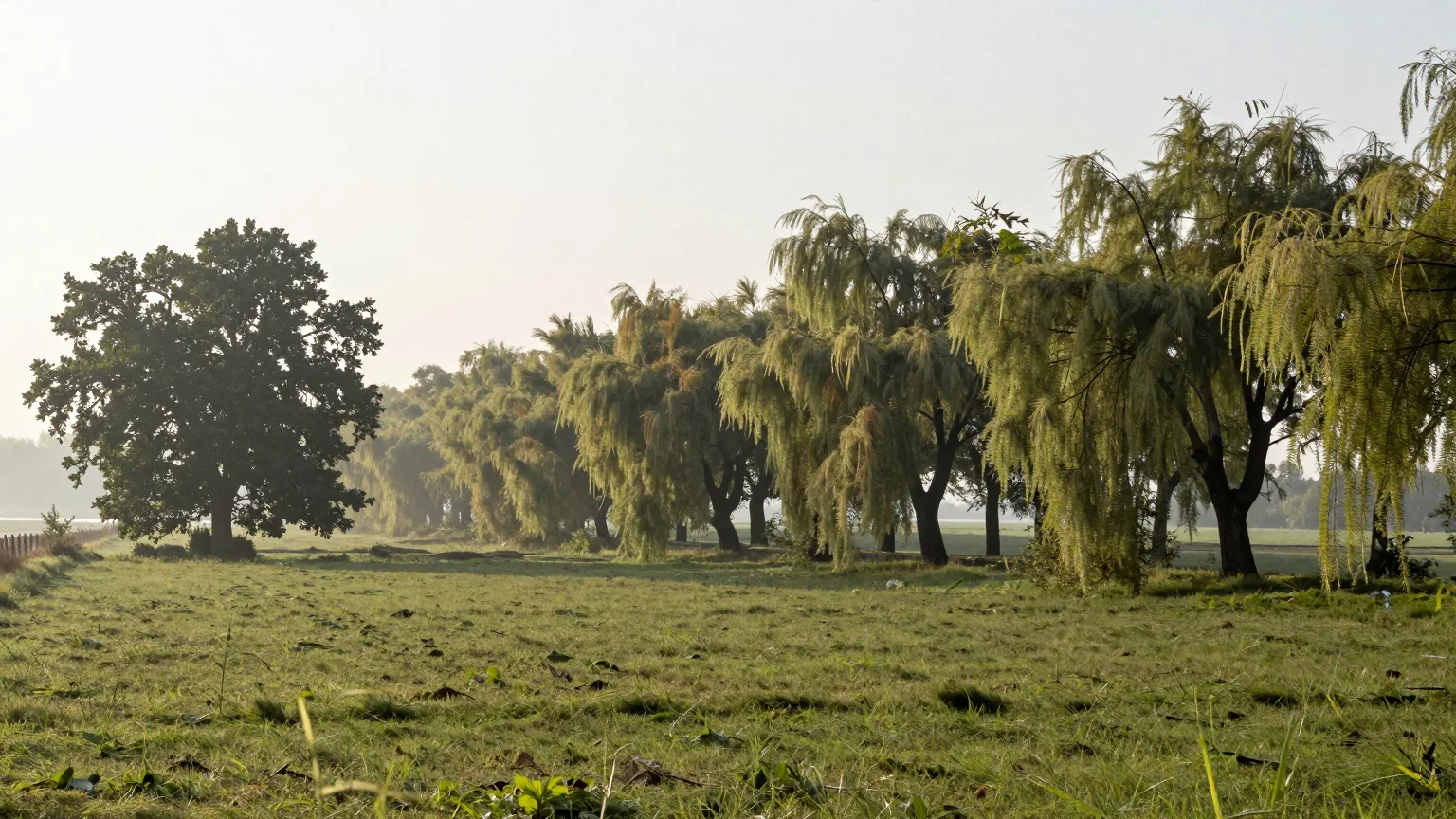 Weite Wiese mit einer Baumgruppe im Morgendunst