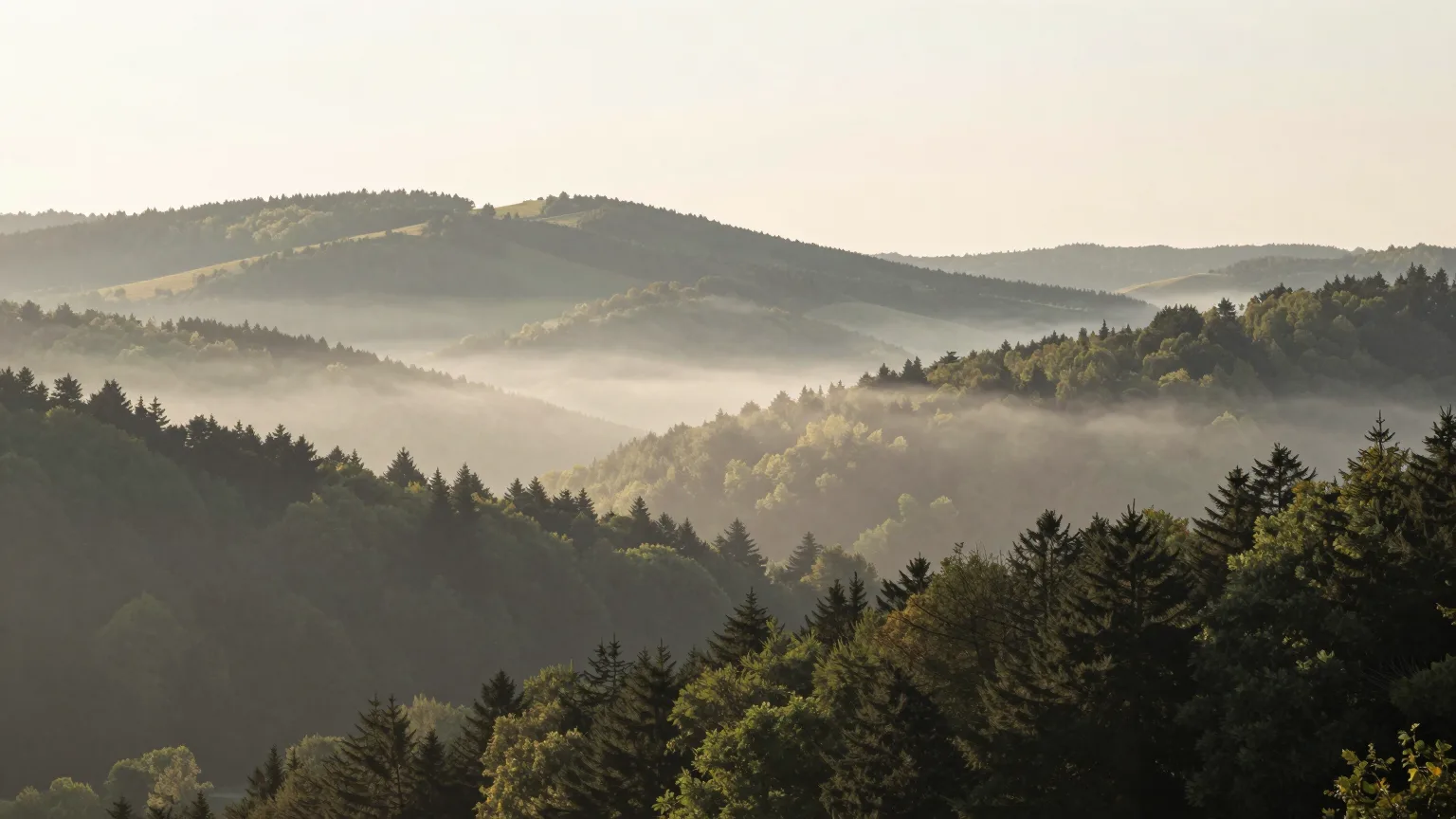 Waldhügel über einem nebelbedeckten Tal im Morgenlicht
