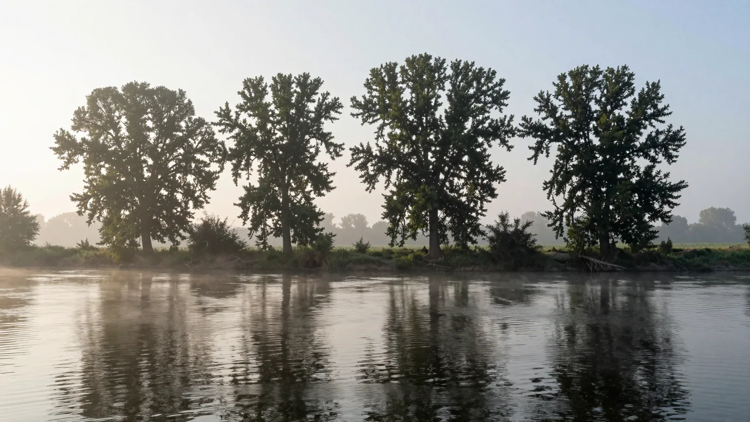 Baumgruppen an einem ruhigen Fluss, Nebel über dem Wasser