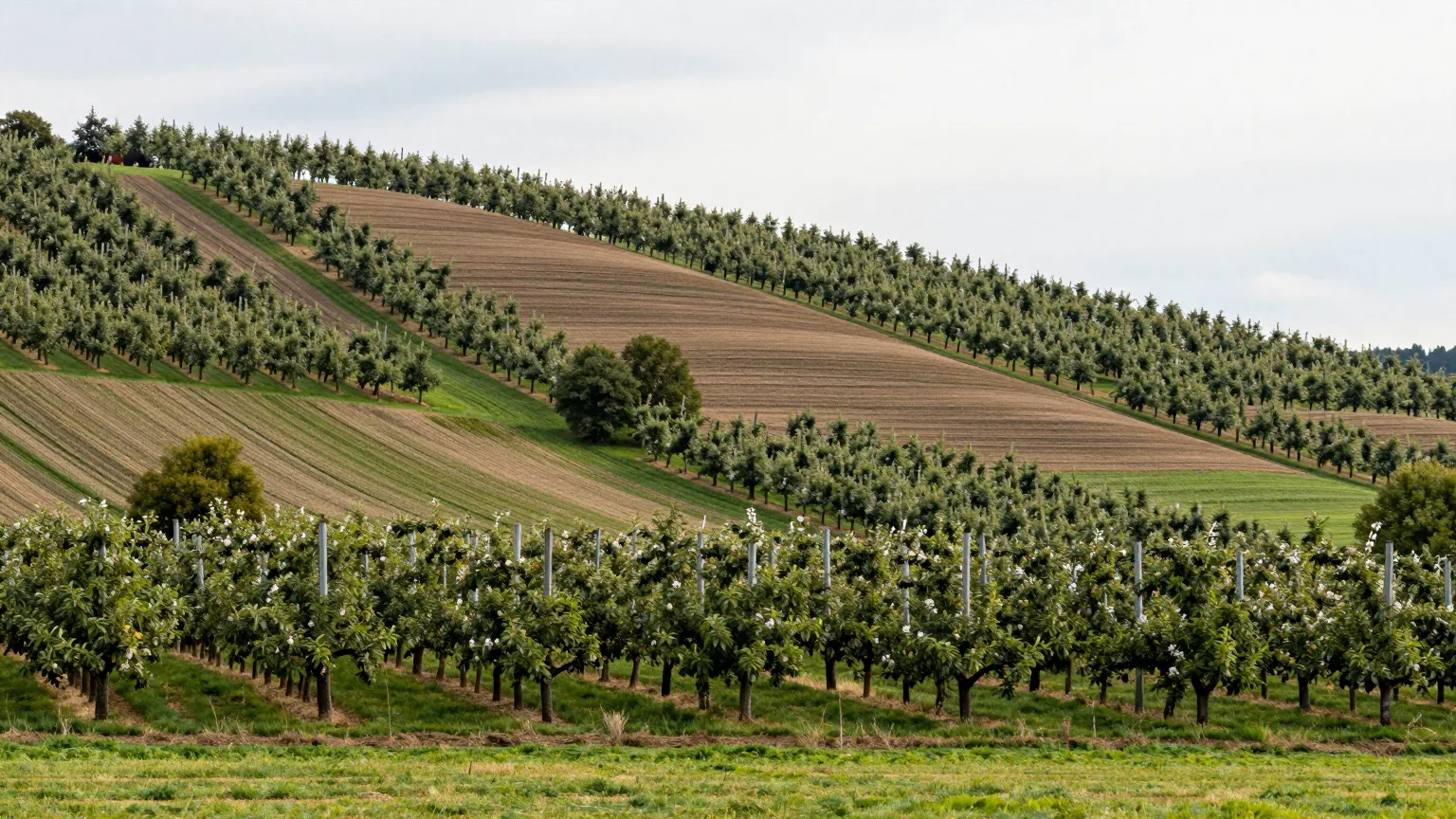 Obstbäume in Reihen an einem sanften Hang