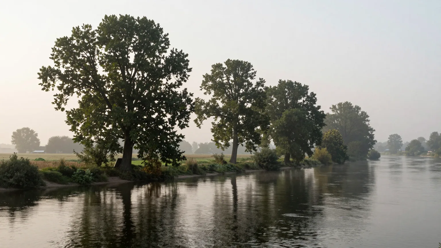 Flussufer mit großen Bäumen im Morgendunst, ruhige Stimmung
