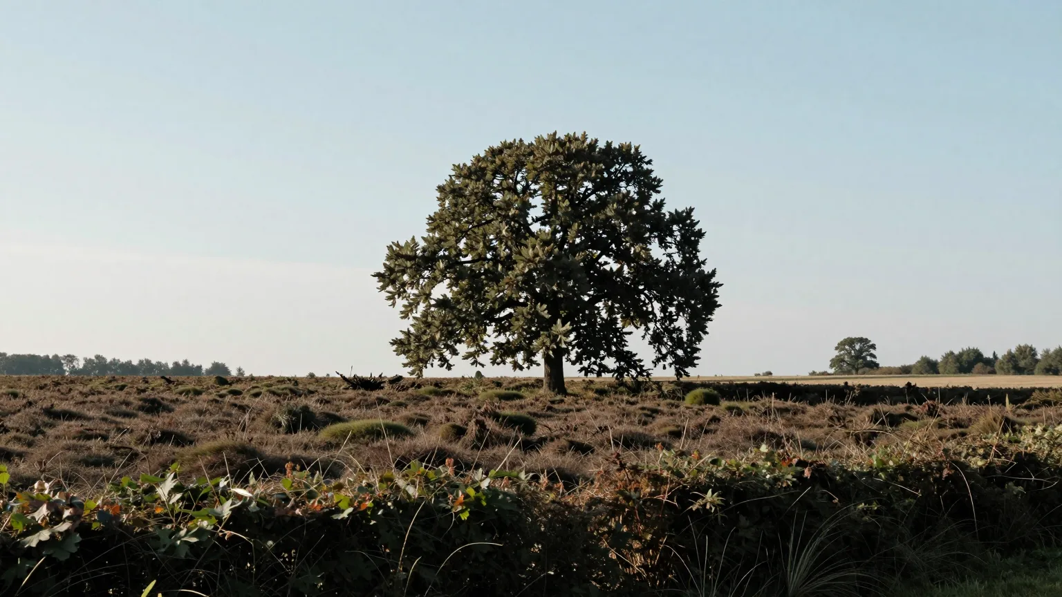 Einzelner Baum über einer Heidefläche im Morgenlicht
