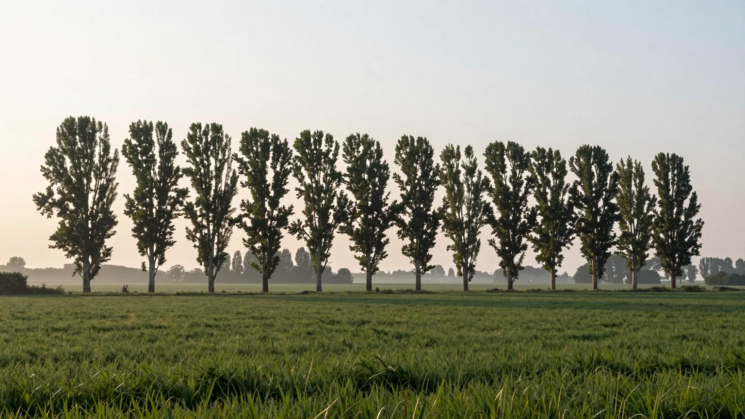 Baumreihe auf einer Wiese im Morgenlicht