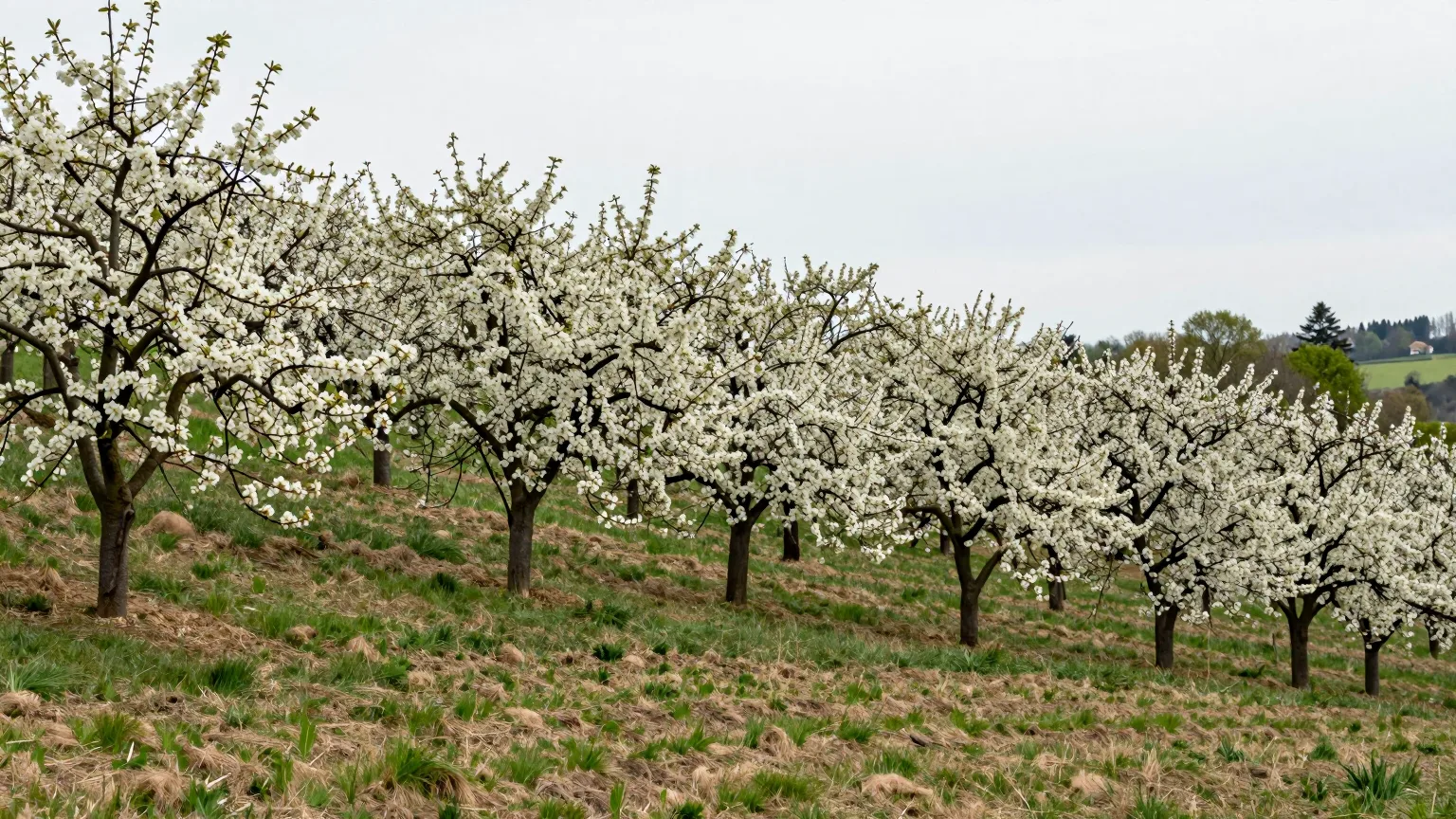 Blühende Obstbäume auf einer Wiese